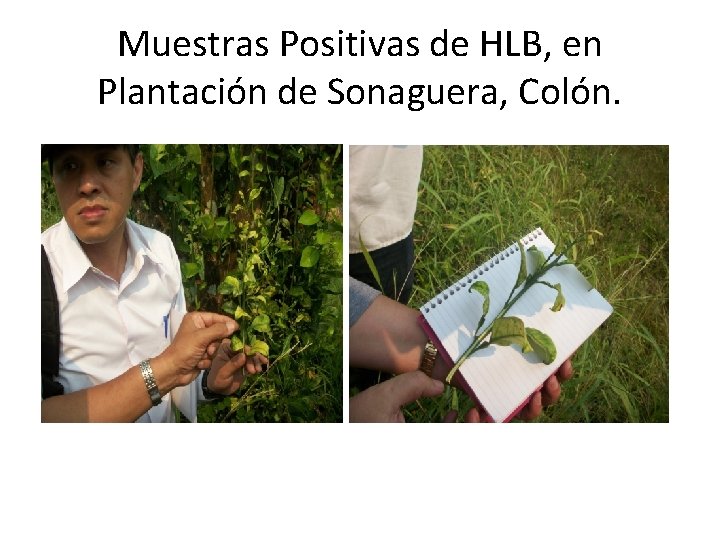 Muestras Positivas de HLB, en Plantación de Sonaguera, Colón. Muestras Positivas de HLB, en Plantación de Sonaguera, Colón.