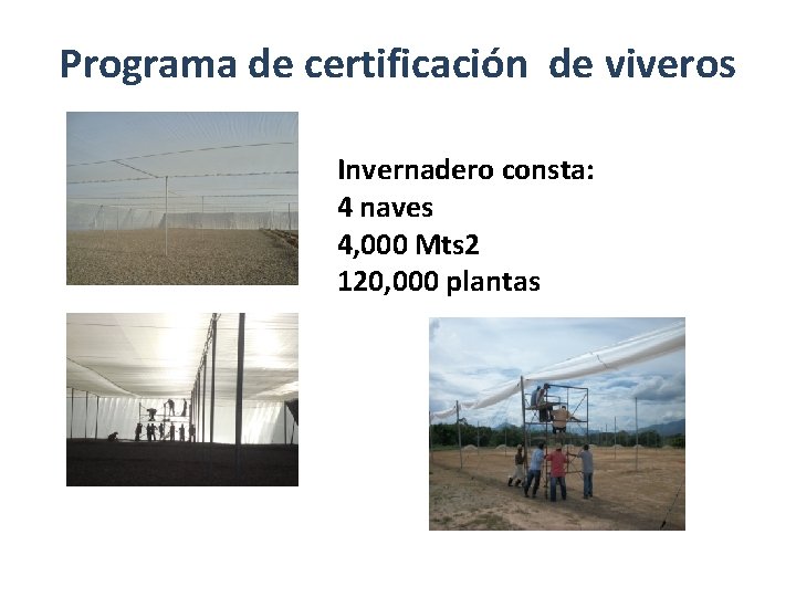Programa de certificación de viveros Invernadero consta: 4 naves 4, 000 Mts 2 120, Programa de certificación de viveros Invernadero consta: 4 naves 4, 000 Mts 2 120,