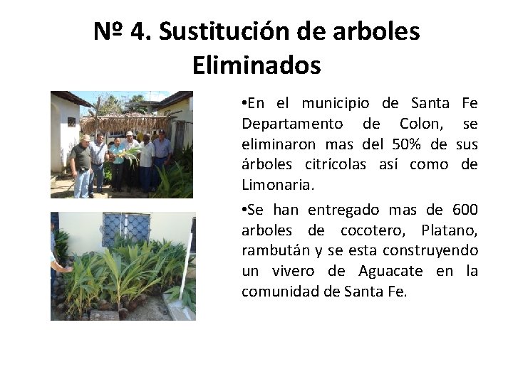 Nº 4. Sustitución de arboles Eliminados • En el municipio de Santa Fe Departamento Nº 4. Sustitución de arboles Eliminados • En el municipio de Santa Fe Departamento