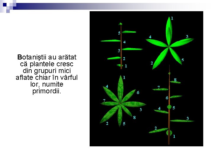 Botaniştii au arătat că plantele cresc din grupuri mici aflate chiar în vârful lor,