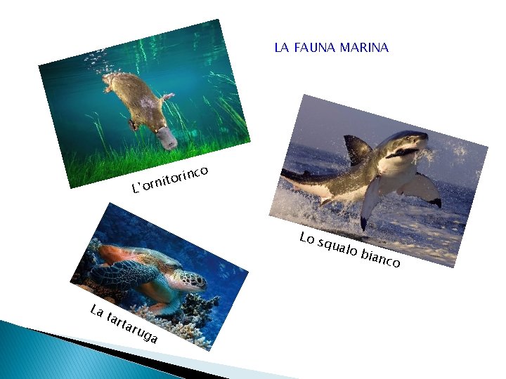 LA FAUNA MARINA L’ o rinc o t i n or Lo s qual