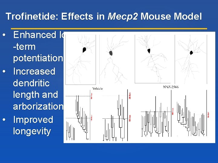 Trofinetide: Effects in Mecp 2 Mouse Model • Enhanced long -term potentiation • Increased