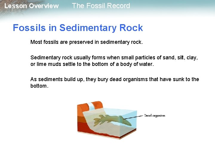 Lesson Overview The Fossil Record Fossils in Sedimentary Rock Most fossils are preserved in