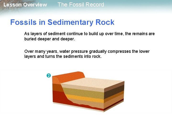 Lesson Overview The Fossil Record Fossils in Sedimentary Rock As layers of sediment continue