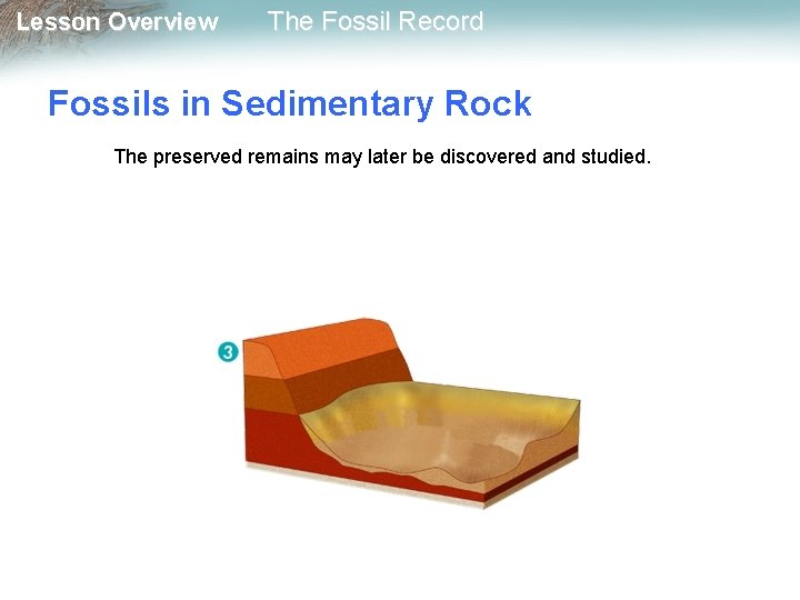 Lesson Overview The Fossil Record Fossils in Sedimentary Rock The preserved remains may later
