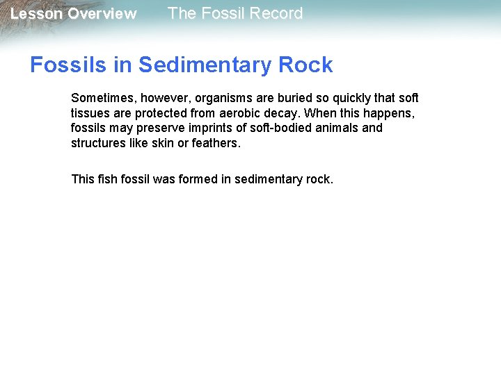 Lesson Overview The Fossil Record Fossils in Sedimentary Rock Sometimes, however, organisms are buried