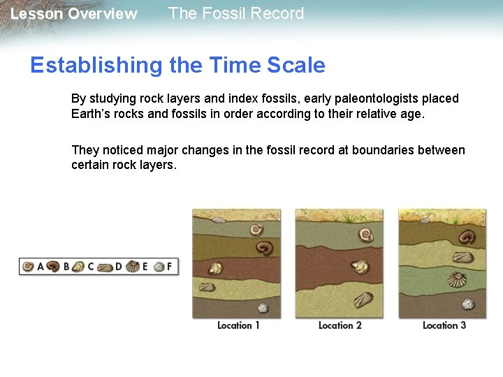 Lesson Overview The Fossil Record Establishing the Time Scale By studying rock layers and