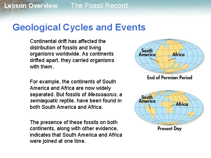 Lesson Overview The Fossil Record Geological Cycles and Events Continental drift has affected the