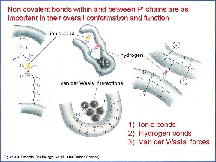 Non-covalent bonds within and between P’ chains are as important in their overall conformation