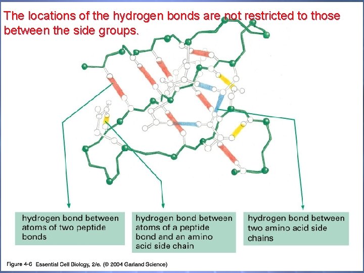 04_06_Hydrogen bonds. jpg The locations of the hydrogen bonds are not restricted to those