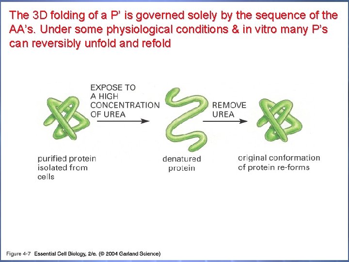 The 3 D folding of a P’ is governed solely by the sequence of