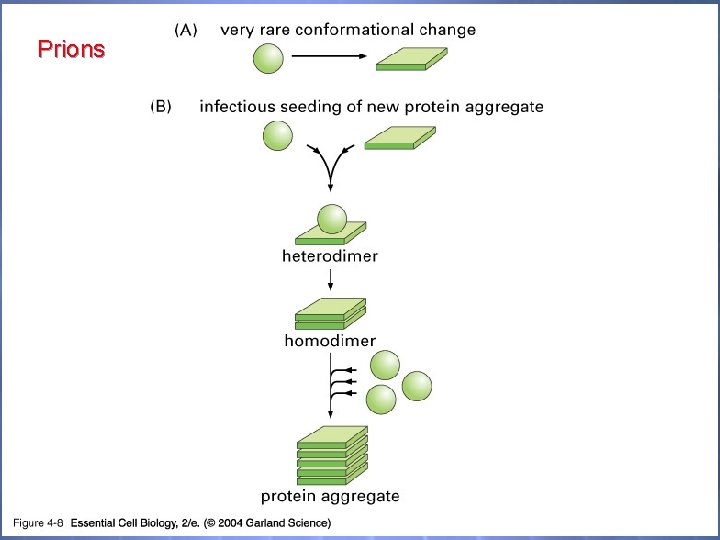 Prions 04_08_Prion diseases. jpg 