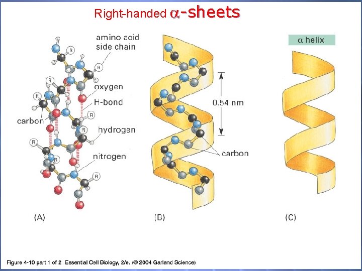 Right-handed -sheets 04_10_1_alpha h. beta s. jpg 