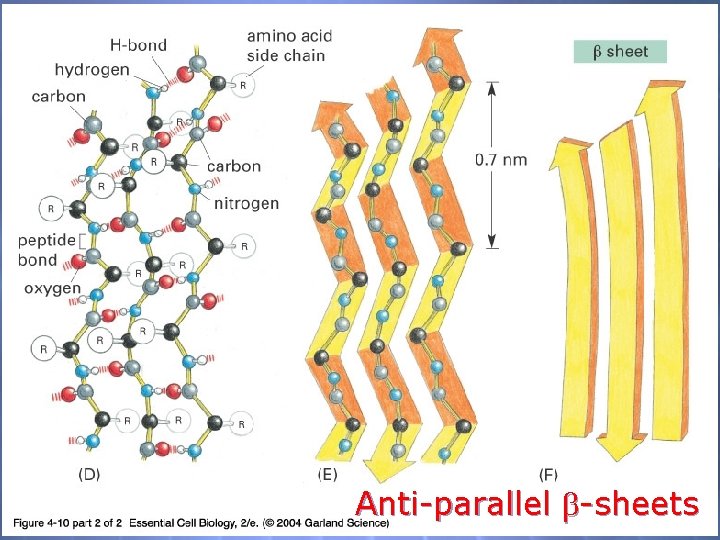 04_10_2_alpha h. beta s. jpg Anti-parallel -sheets 