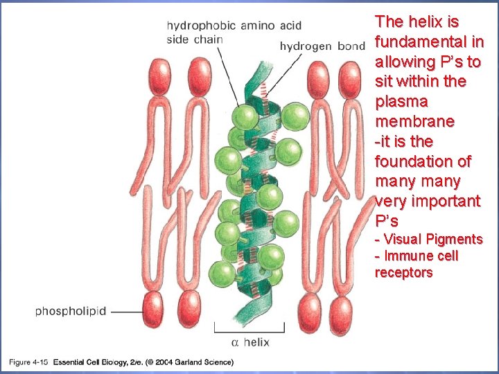 04_15_ahelix_lip_bilayer. j pg The helix is fundamental in allowing P’s to sit within the