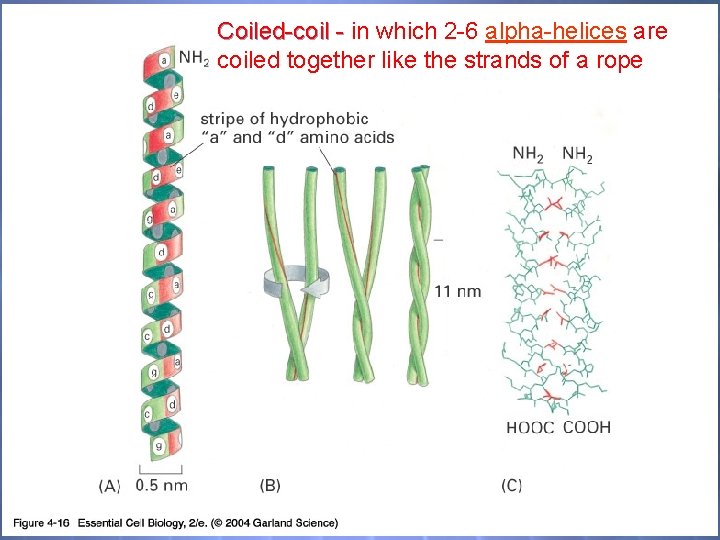Coiled-coil - in which 2 -6 alpha-helices are coiled together like the strands of