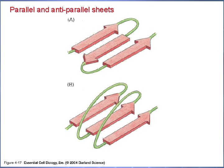Parallel and anti-parallel sheets 04_17_2 beta sheets. jpg 