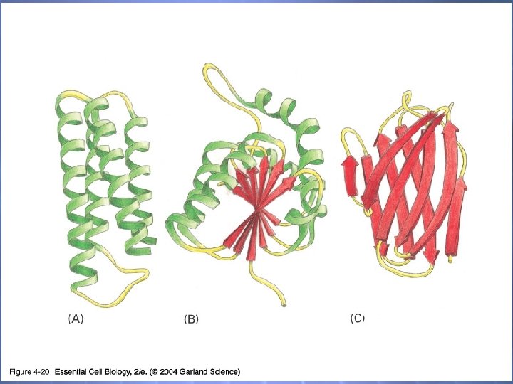 04_20_protein domains. jpg 