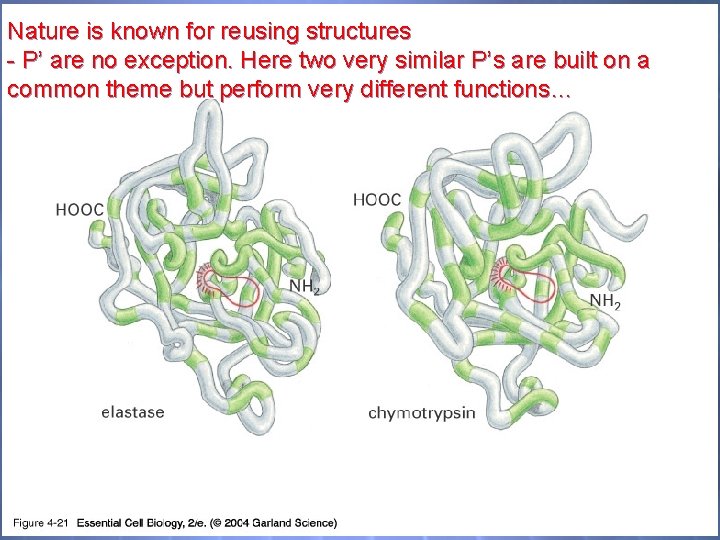 04_21_Serine proteases. jpg Nature is known for reusing structures - P’ are no exception.