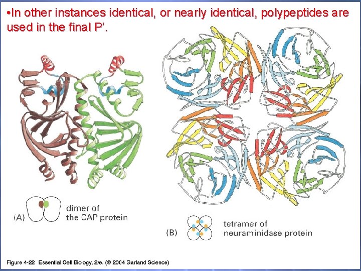  • In other instances identical, or nearly identical, polypeptides are used in the