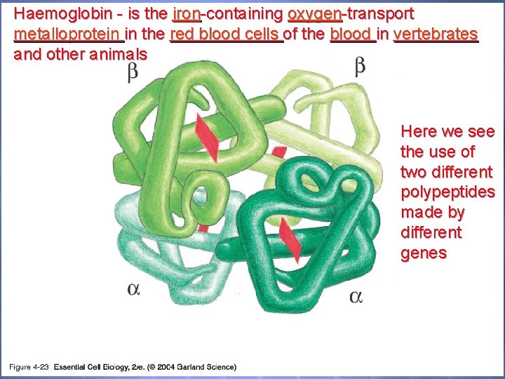 Haemoglobin - is the iron-containing oxygen-transport metalloprotein in the red blood cells of the