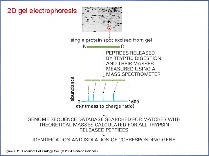 2 D gel electrophoresis 04_11_Mass spectrom. jpg 