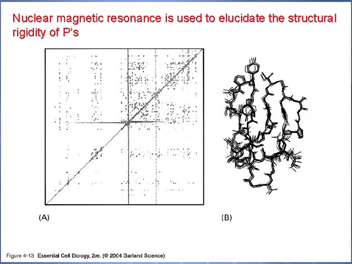 Nuclear magnetic resonance is used to elucidate the structural rigidity of P’s 04_13_NMR. jpg