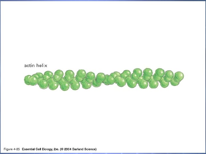 04_25_actin filament. jpg 