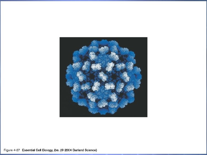 04_27_Viral capsids. jpg 