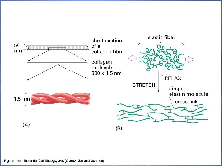 04_28_fibrous proteins. jpg 