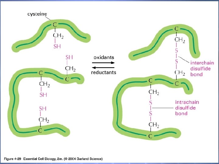 04_29_Disulfide bonds. jpg 