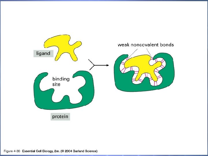 04_30_selective binding. jpg 