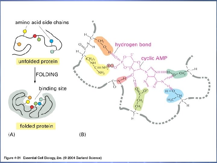 04_31_specific ligands. jpg 