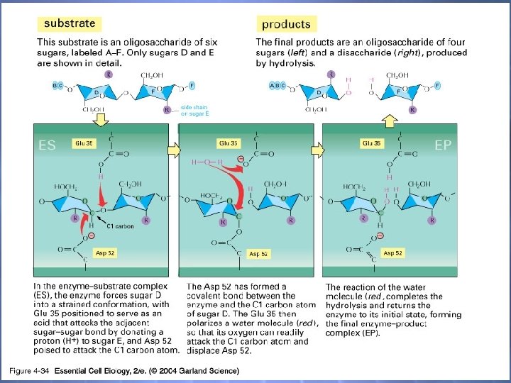 04_34_lysozyme bonds. jpg 