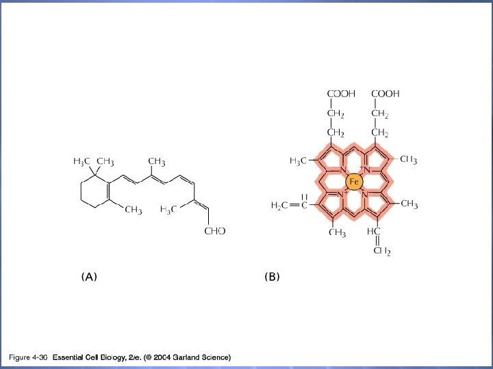 04_36_Retinal_heme. jpg 