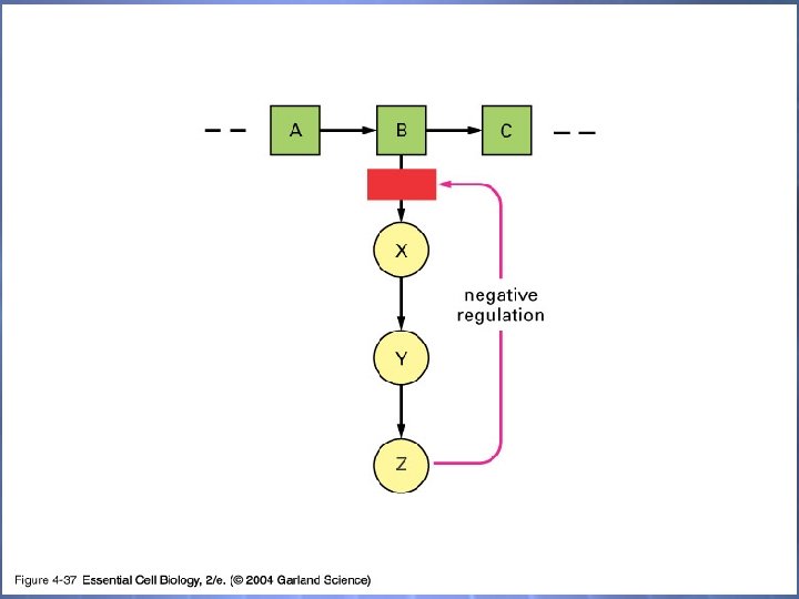 04_37_feed inhibition. jpg 