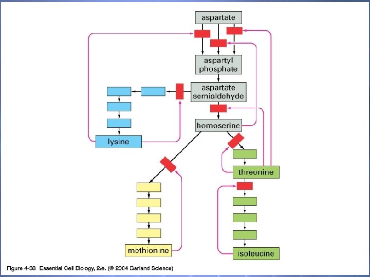 04_38_metabolic react. jpg 