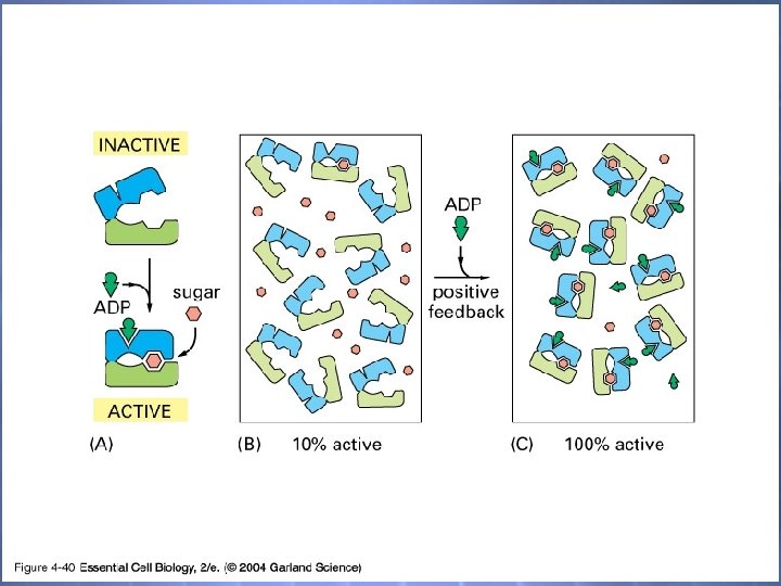 04_40_ligand binding. jpg 