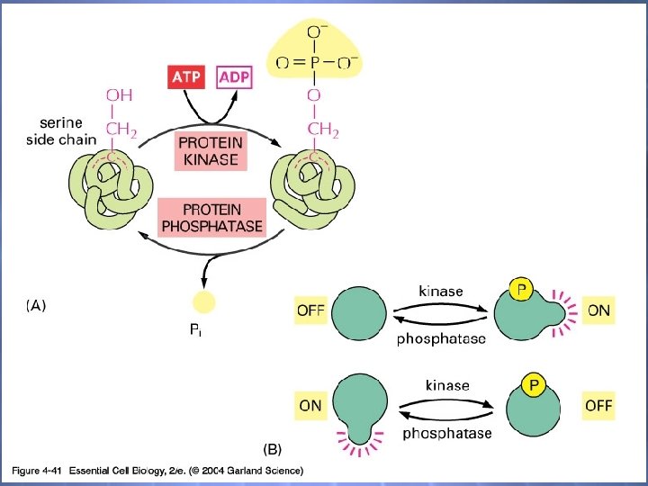 04_41_phosphorylation. jp g 