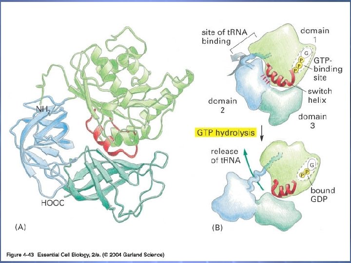 04_43_nucleotide hydrolysis. jpg 