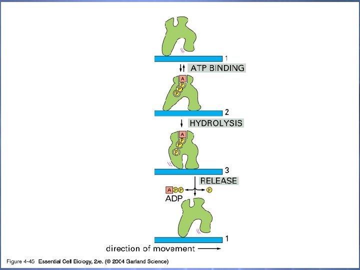 04_45_motor protein. jpg 