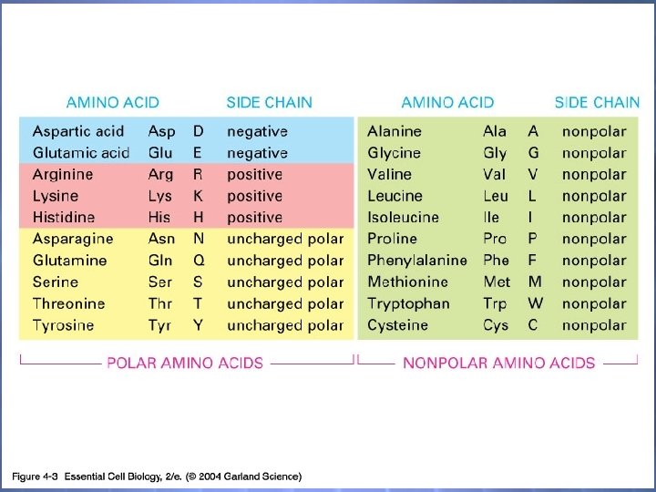 04_03_20 amino acids. jpg 