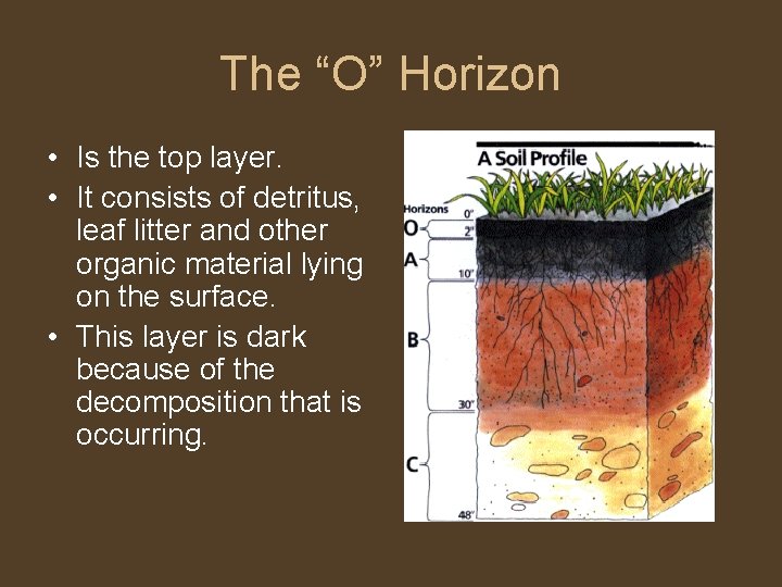 The “O” Horizon • Is the top layer. • It consists of detritus, leaf