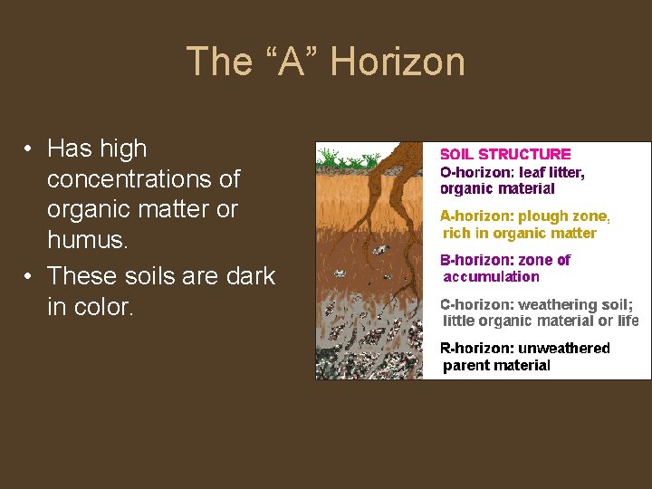 The “A” Horizon • Has high concentrations of organic matter or humus. • These