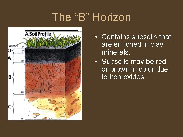 The “B” Horizon • Contains subsoils that are enriched in clay minerals. • Subsoils