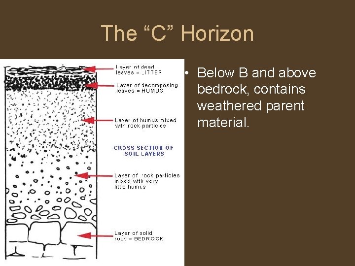 The “C” Horizon • Below B and above bedrock, contains weathered parent material. 