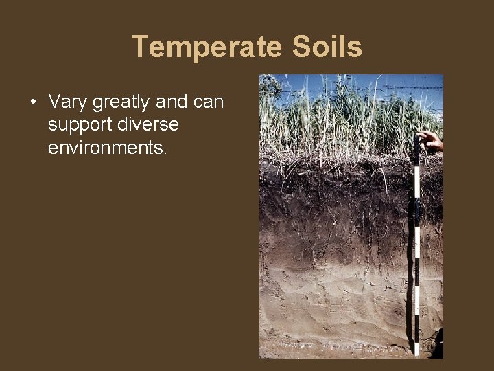 Temperate Soils • Vary greatly and can support diverse environments. 