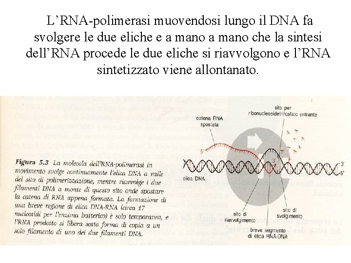 L’RNA-polimerasi muovendosi lungo il DNA fa svolgere le due eliche e a mano L’RNA-polimerasi muovendosi lungo il DNA fa svolgere le due eliche e a mano