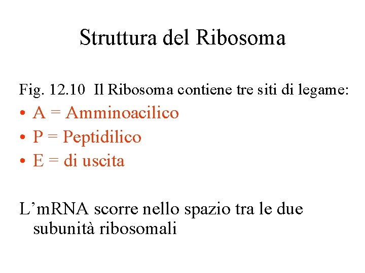 Struttura del Ribosoma Fig. 12. 10 Il Ribosoma contiene tre siti di legame: • Struttura del Ribosoma Fig. 12. 10 Il Ribosoma contiene tre siti di legame: •