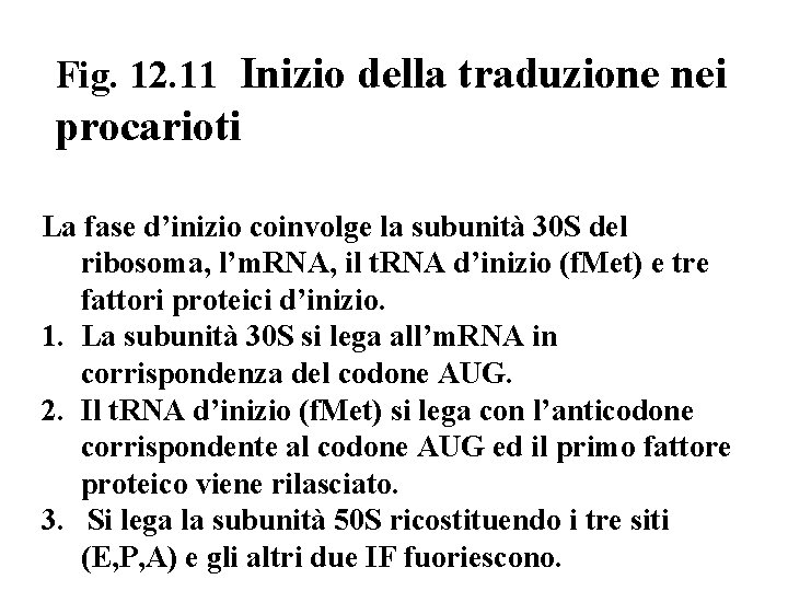 Fig. 12. 11 Inizio della traduzione nei procarioti La fase d’inizio coinvolge la subunità Fig. 12. 11 Inizio della traduzione nei procarioti La fase d’inizio coinvolge la subunità